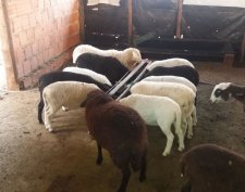 Ração Ovinos Confinamento