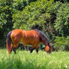 RAÇÃO HARAS