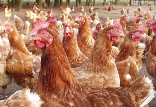 CONCENTRADO FRANGO