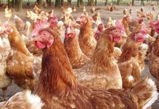 CONCENTRADO FRANGO