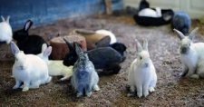 RAÇÃO COELHOS
