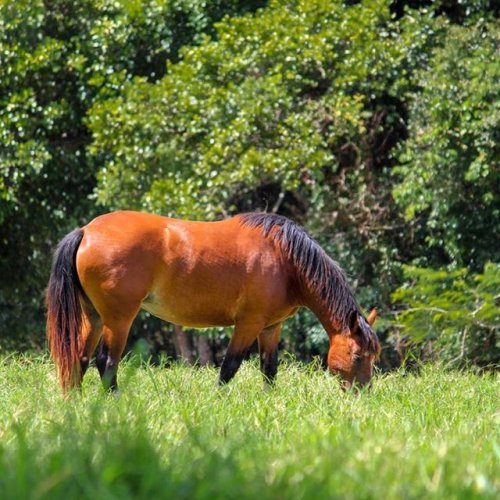 RAÇÃO HARAS