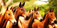 LIMA FOS PRO EQUI